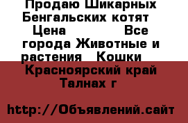 Продаю Шикарных Бенгальских котят › Цена ­ 17 000 - Все города Животные и растения » Кошки   . Красноярский край,Талнах г.